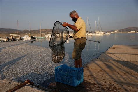 Greek tourist port flooded with dead fish .